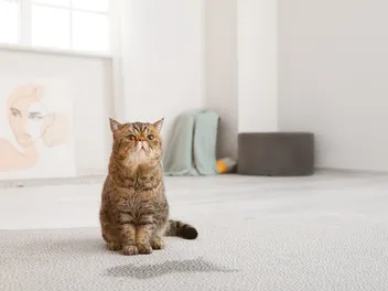 How to Get Cat Pee Smells & Stains Out of Carpets: Easy Steps