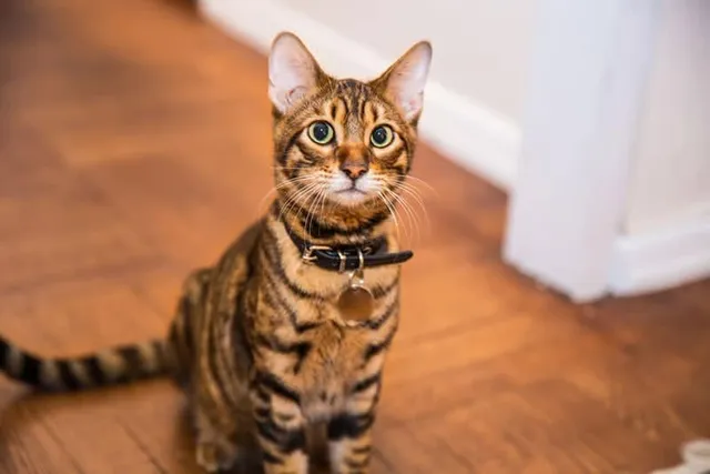 How to Collar Train a Cat: 8 Vet-Approved Steps