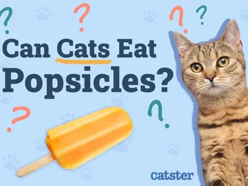 Can Cats Eat Popsicles? Vet-Reviewed Facts & FAQ