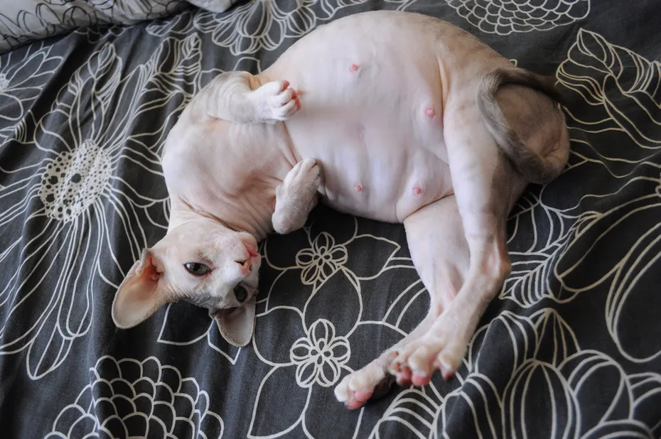 sphynx cat lying on its back