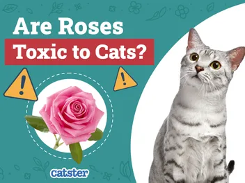 Are Roses Toxic to Cats? Vet-Verified Facts, Risks & Safety Tips