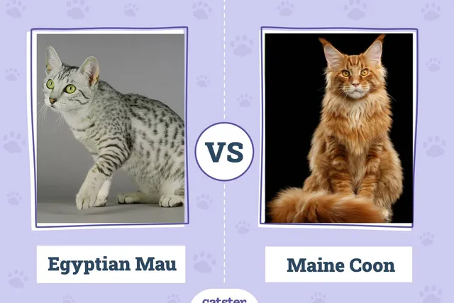 Egyptian Mau Cat vs Maine Coon Cat: Vet-Verified Key Differences (With Pictures)