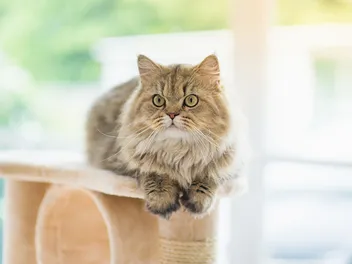 11 Cat Breeds With Manes Like a Lion (With Info & Pictures)