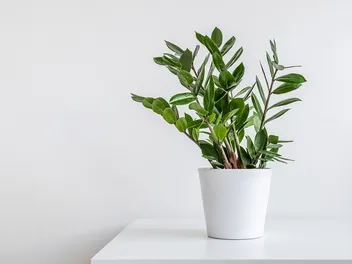 7 Vet-Verified Ways to Keep Cats Out of House Plants
