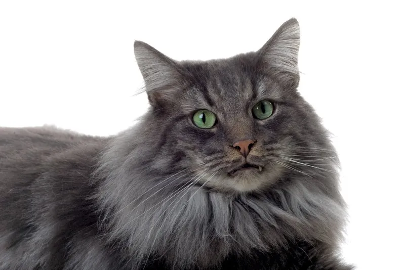 close up silver patched tabby norwegian forest cat