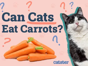 Can Cats Eat Carrots? Vet-Reviewed Nutritional Facts & FAQ