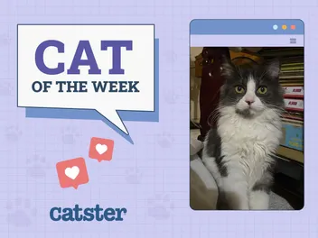 Catster Photo Contest: Cats of the Week Winners (November 1, 2024)