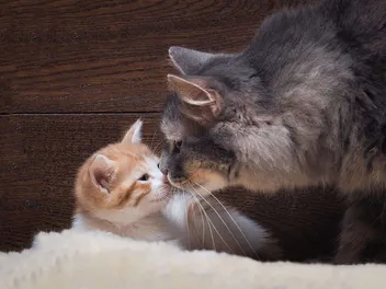Should I Get a Kitten for My Cat? Vet-Approved Introduction Tips & FAQ