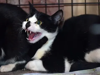 Rabies in Cats: Our Vet Explains the Causes, Signs & Treatment