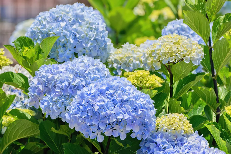 blue hydrangea flowers