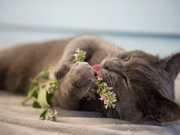 How to Naturally Sedate Your Cat: 6 Vet-Reviewed Alternatives