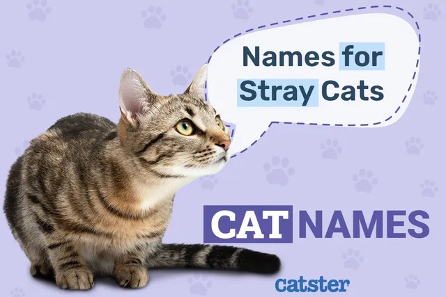 190 Stray Cat Names: Unique Options for Your New Friend