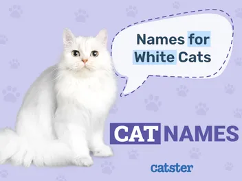 195+ White Cat Names: Great Ideas for Your Pristine Cat