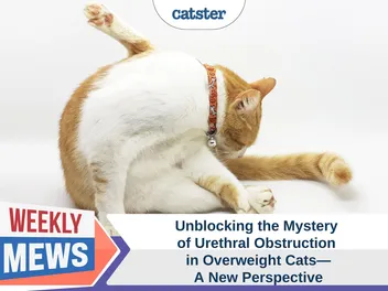 Unblocking the Mystery of Urethral Obstruction in Overweight Cats – A New Perspective