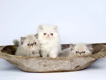 Persian Kittens For Sale in Florida: Breeders List 2026