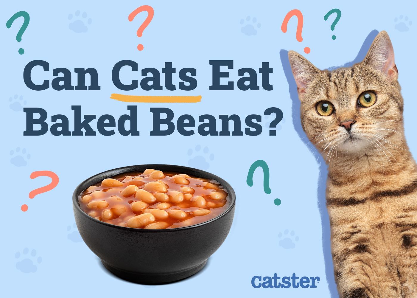 Can Cats Eat Baked Beans