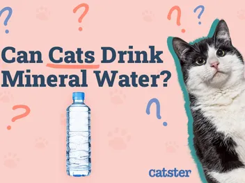 Can Cats Drink Mineral Water? Vet Approved Nutrition Advice
