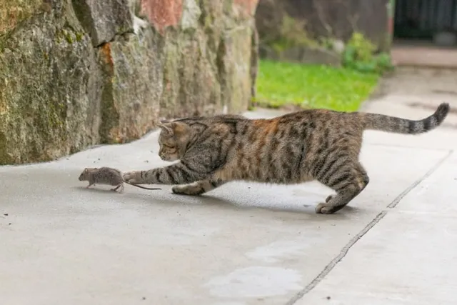 Is It True That All Cats Kill Mice? Vet-Reviewed Facts & FAQ