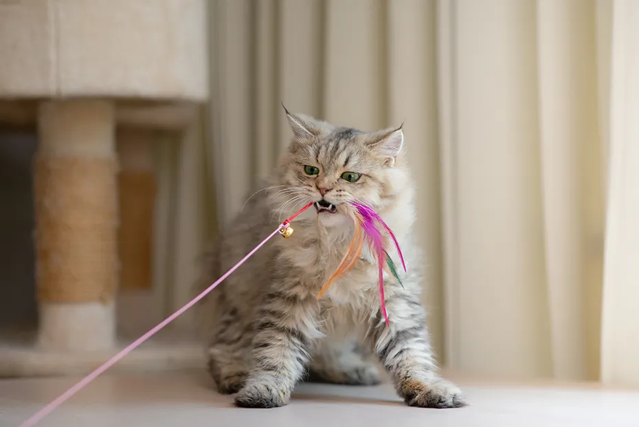 persian cat playing with wand toy