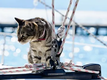 Boating With Cats: A Complete Vet-Approved Guide