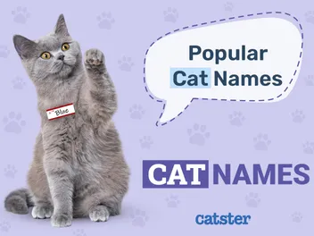 100+ Popular Cat Names in 2026: Top Choices For Your Furry Feline