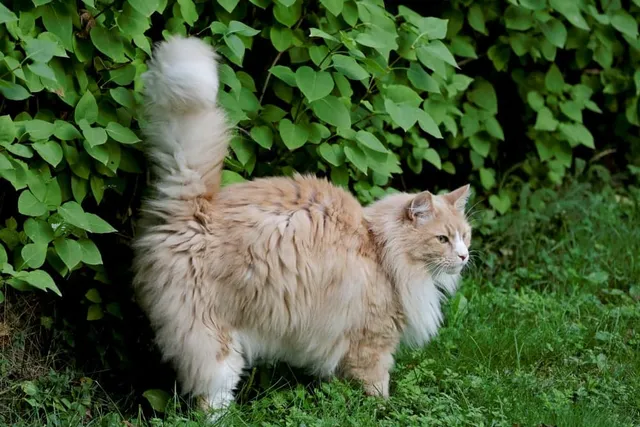 When Do Male Cats Start Spraying? Vet-Reviewed Facts & Tips