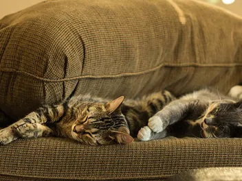 How to Tell if Your Cats Are Getting Along: Vet-Verified Body Language & Socialization Tips