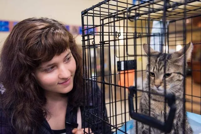 Ultimate Cat Adoption Checklist: 8 Essentials & Vet-Reviewed Tips