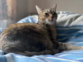 Carpet Sharks & Their Shark Bites: Biting Cats