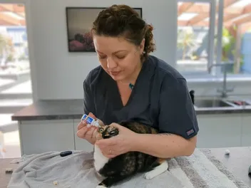 How an Over-the-Counter Herpes Treatment is Helping Cure Feline Eye Infections