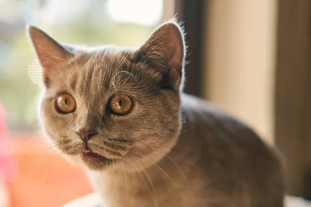 Why Is My Cat Wheezing? 8 Possible Reasons (Vet Answer)
