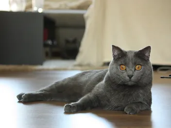 Chartreux Cat: Breed Info, Pictures, Traits & Facts
