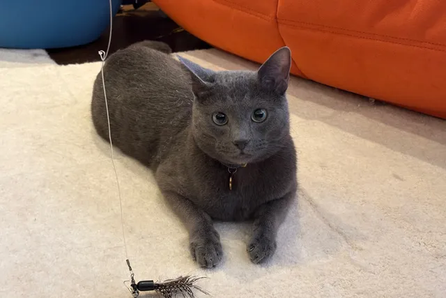 Kitty Playtime: What Raphael’s Hunt Taught Me About Life