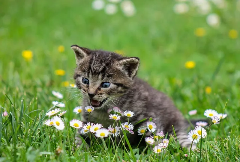 kitty catching flowers