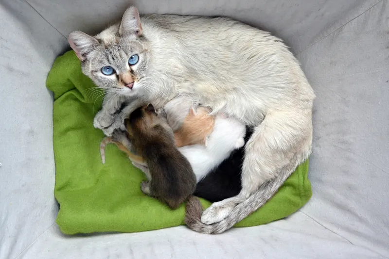 Lynx point Siamese tabby Cat nursing litter of mulit-colored newborn kittens