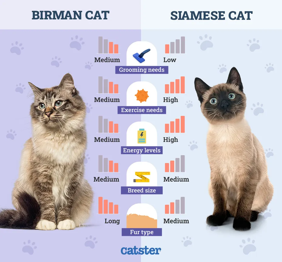 Catster_Side by Side Comparison Birman Cat vs Siamese Cat