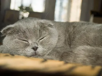 Are Scottish Folds Hypoallergenic? Vet-Verified Allergy Care Tips & Other Breeds