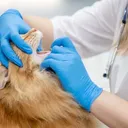 What Is a Cat Dental Emergency? Health & Care Facts (Vet Answer)