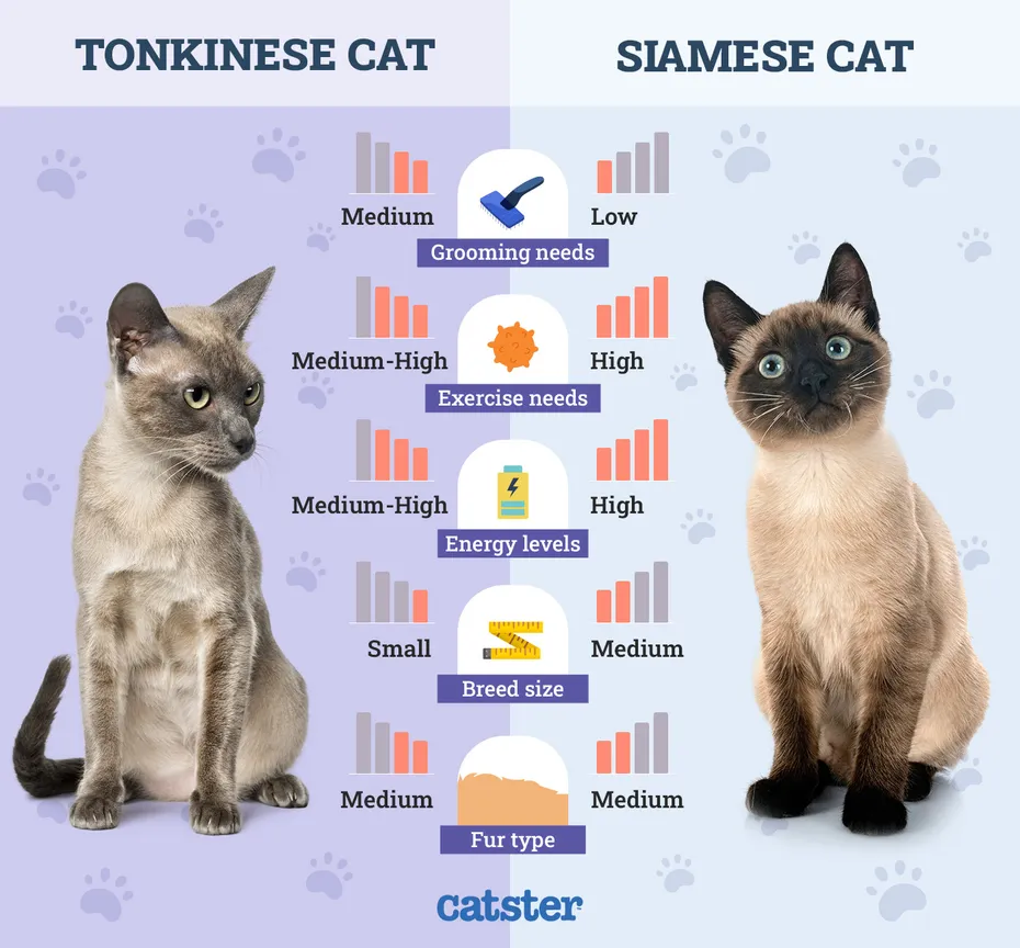 Catster_Side by Side Comparison Tonkinese Cat vs Siamese Cat