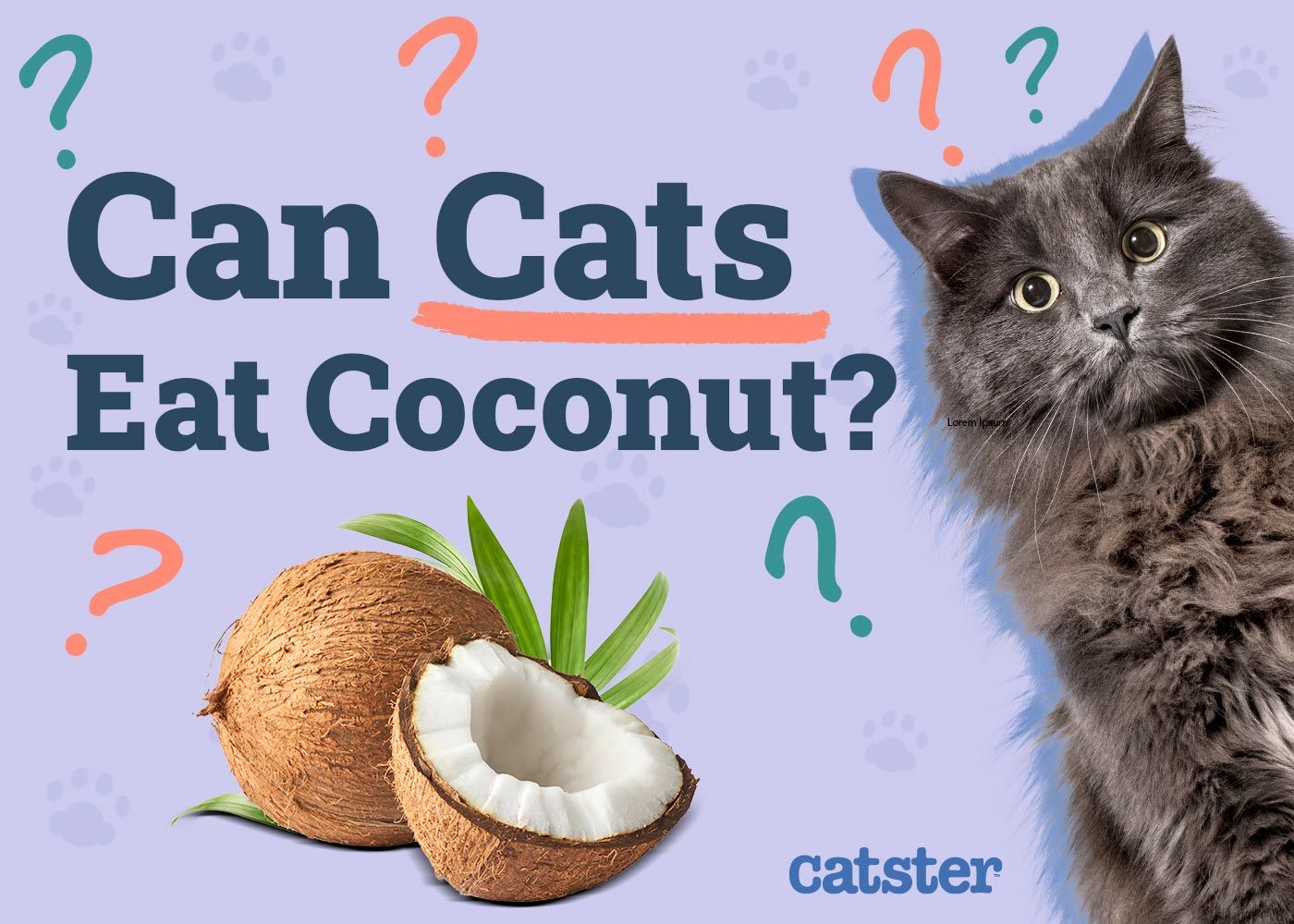 Can Cats Eat Coconut