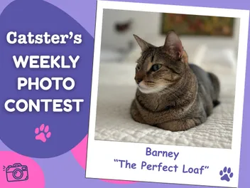 Catster’s Weekly Photo Contest Winners: The Perfect Loaf (July 6, 2026)