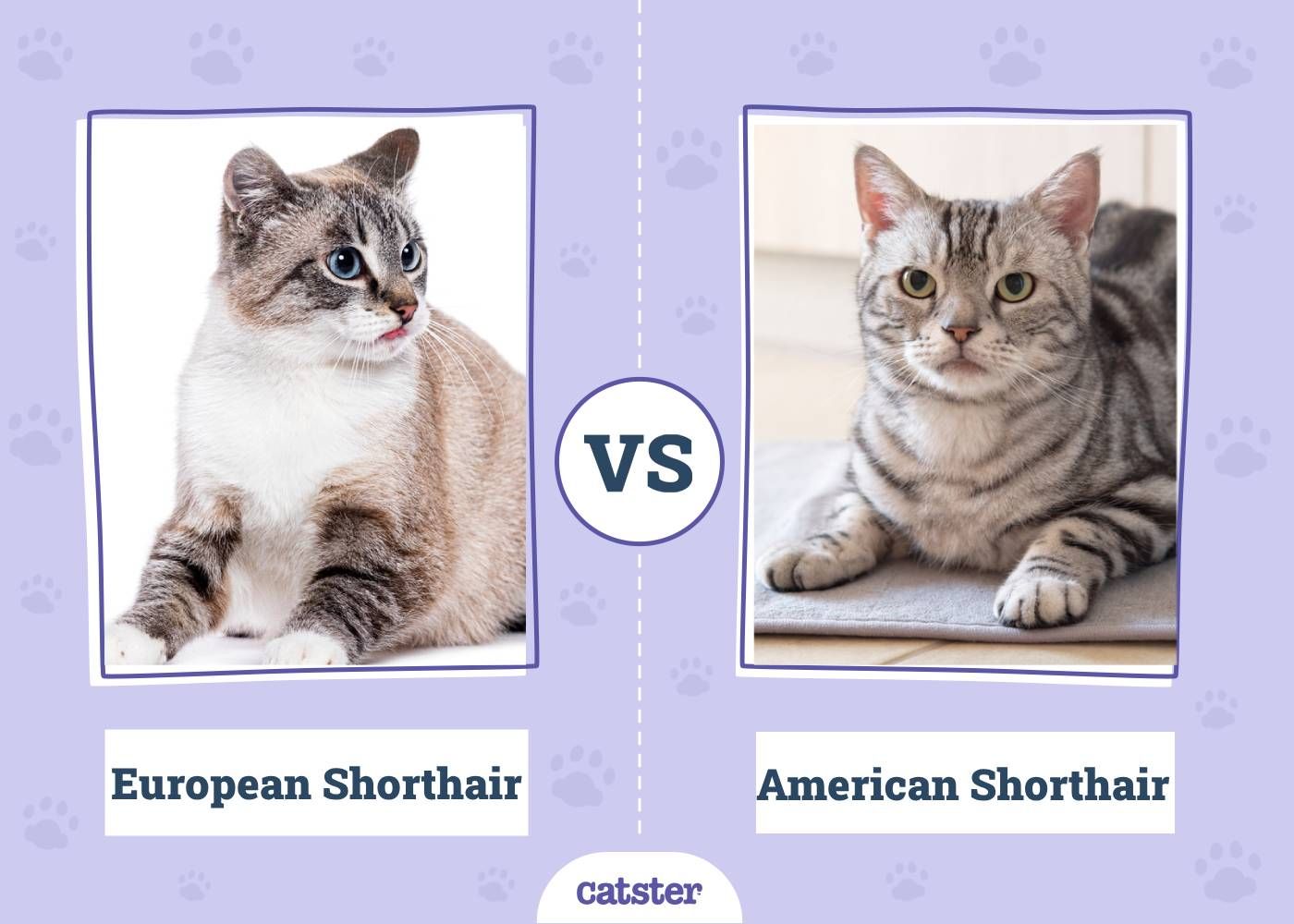 European Shorthair VS American Shorthair