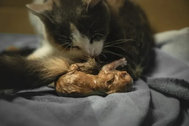 How Do You Know When Cat Labor Is Over? 5 Vet-Reviewed Signs