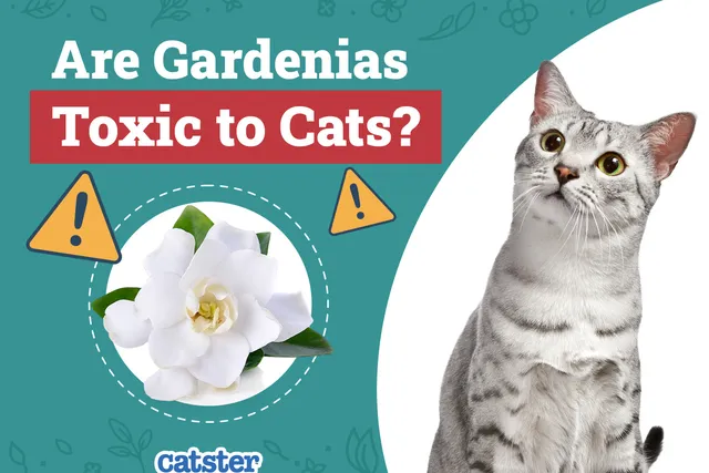 Are Gardenias Toxic to Cats? Vet-Reviewed Houseplants Explained