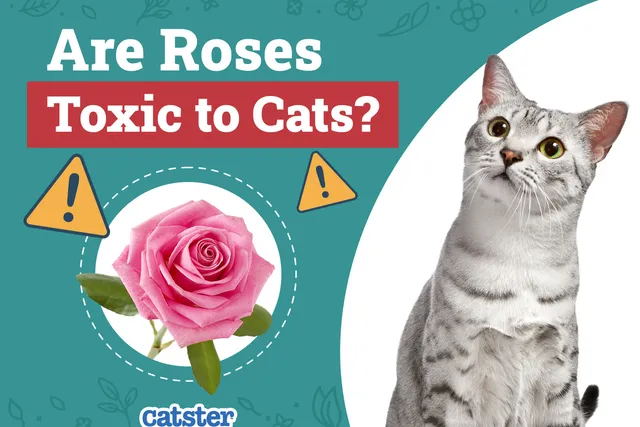 Are Roses Toxic to Cats? Vet-Verified Facts, Risks & Safety Tips