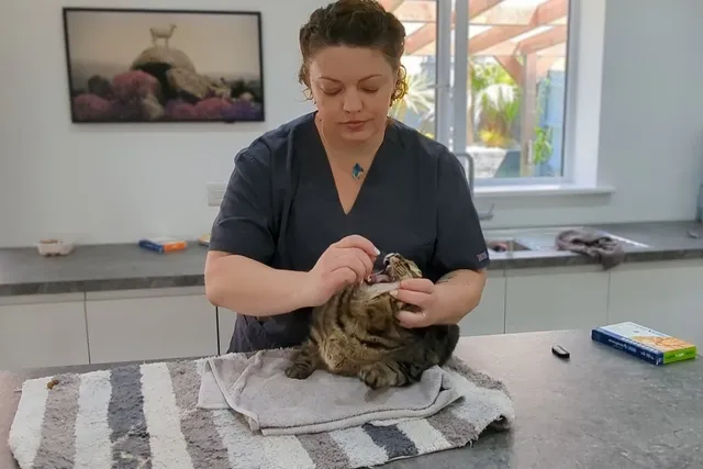 How to Give Your Cat Medication: Dr. Karyn's Tips (with Video)