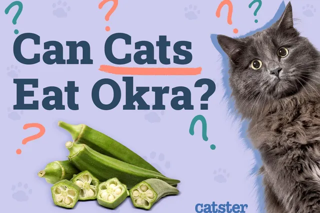 Can Cats Eat Okra? Vet Reviewed Nutrition Facts & Alternatives