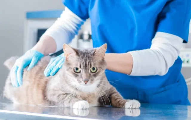 IBS In Cats: Our Vet Explains Causes, Signs & Treatments