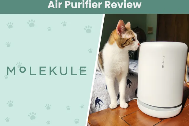 Molekule Air Mini+ Review 2026: A Detailed Look