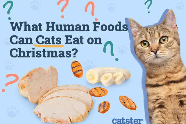 What Human Foods Can My Cat Eat on Christmas? 10 Good Options